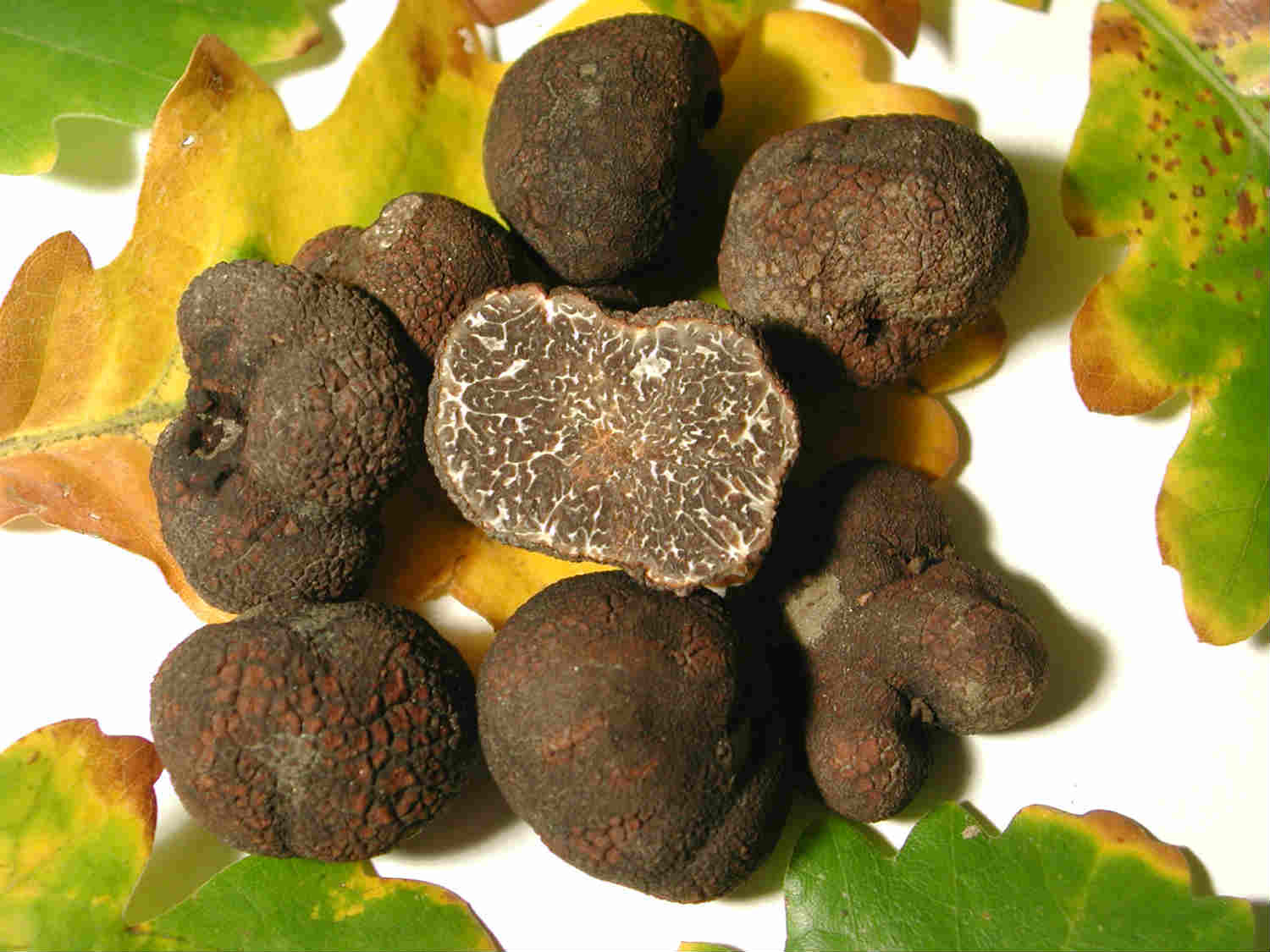 Truffles, it's the year for 